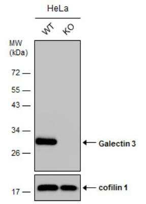 Western Blot: Galectin-3 Antibody [NBP2-16589]