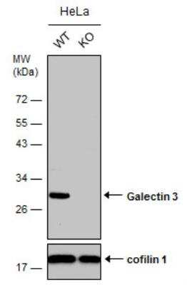 Western Blot: Galectin-3 Antibody [NBP2-16590]