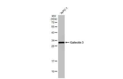 Western Blot: Galectin-3 Antibody [NBP2-16590]