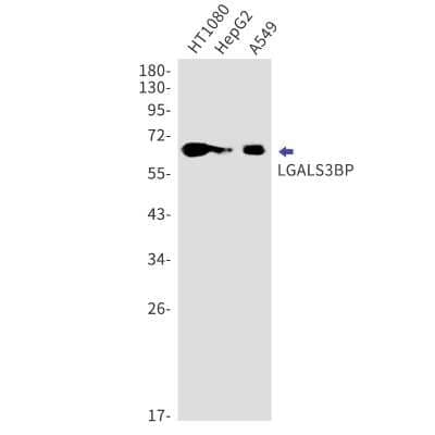 Western Blot: Galectin-3BP/MAC-2BP/LGALS3BP Antibody (S03-5B8) [NBP3-15031]