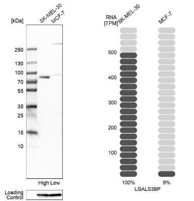 Western Blot: Galectin-3BP/MAC-2BP/LGALS3BP Antibody [NBP1-89346]