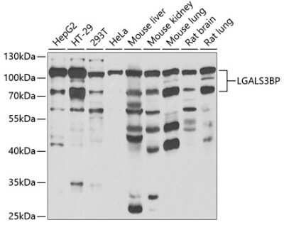 Western Blot: Galectin-3BP/MAC-2BP/LGALS3BP AntibodyBSA Free [NBP3-03669]