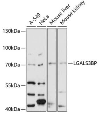 Western Blot: Galectin-3BP/MAC-2BP/LGALS3BP AntibodyAzide and BSA Free [NBP3-03777]