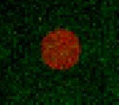 Microarray: Galectin-7 Antibody (JB38-11) [NBP2-75500]