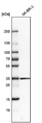 Western Blot: Galectin-8 Antibody [NBP1-87317]