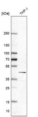 Western Blot: Galectin-9 Antibody [NBP2-33484]