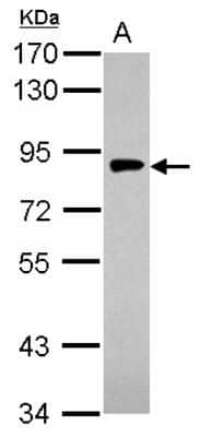 Western Blot: Gamma Adaptin Antibody [NBP2-16599]