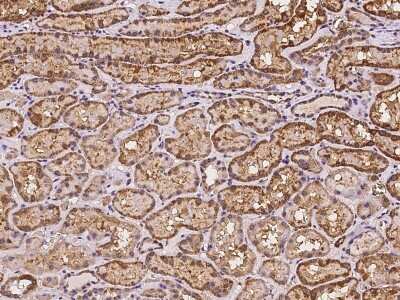 Immunohistochemistry-Paraffin: Gamma-Glutamyltransferase 7 Antibody [NBP2-98100]