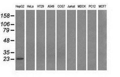 Western Blot: Gankyrin Antibody (OTI3F6)Azide and BSA Free [NBP2-71267]
