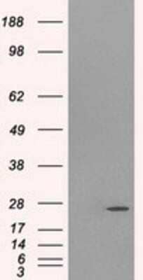 Western Blot: Gankyrin Antibody (OTI3F6)Azide and BSA Free [NBP2-71267]