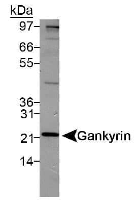 Western Blot: Gankyrin Antibody [NB100-1834]