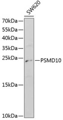 Western Blot: Gankyrin AntibodyBSA Free [NBP3-03373]