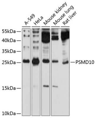 Western Blot: Gankyrin AntibodyAzide and BSA Free [NBP3-03411]