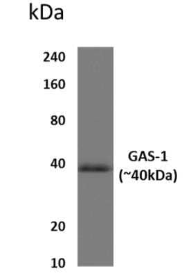 Western Blot: Gas1 Antibody (11C47)Azide and BSA Free [NBP2-22032]