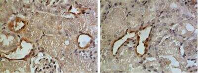 ELISA: Gas6 Antibody (RM0084-6J2) - Azide and BSA Free [NBP1-21724]