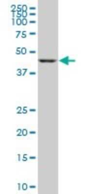 Western Blot: Gasdermin like Antibody (1E10) [H00055876-M05]