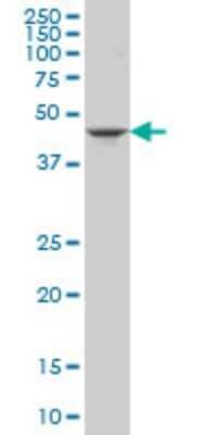 Western Blot: Gasdermin like Antibody (4C10) [H00055876-M06]