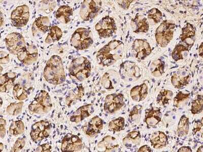 Immunohistochemistry-Paraffin: Gastric Lipase Antibody [NBP2-97330]