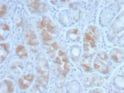 Immunohistochemistry-Paraffin: Gastrin Antibody (GAST/2634) - Azide and BSA Free [NBP3-08696]