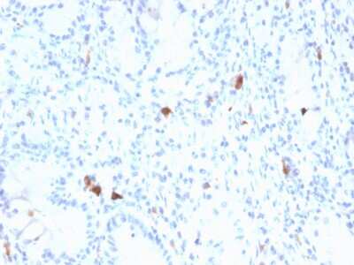 Immunohistochemistry-Paraffin: Gastrin Antibody (GAST/2634) - Azide and BSA Free [NBP3-08696]