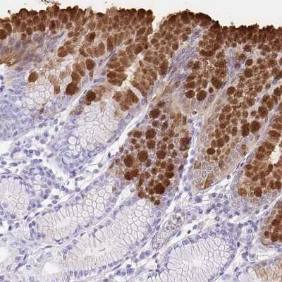 Immunohistochemistry-Paraffin: Gastrokine 1 Antibody [NBP2-14052]