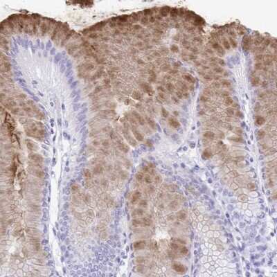 Immunohistochemistry-Paraffin: Gastrokine 2 Antibody [NBP2-31688]