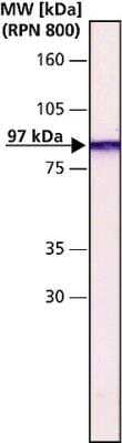 Western Blot: Gelsolin/GSN Antibody (GS-2C4) [NB110-10067]