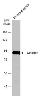 Western Blot: Gelsolin/GSN Antibody (GT1656) [NBP3-13559]