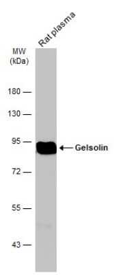 Western Blot: Gelsolin/GSN Antibody (GT1656) [NBP3-13559]