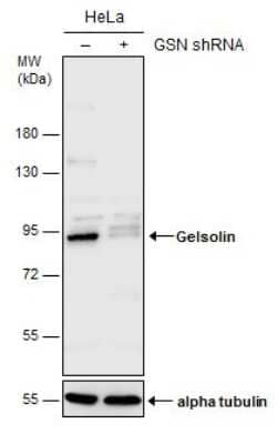 Western Blot: Gelsolin/GSN Antibody (GT1656) [NBP3-13559]