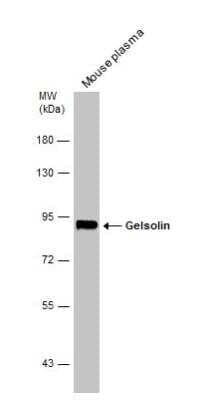 Western Blot: Gelsolin/GSN Antibody [NBP1-33177]