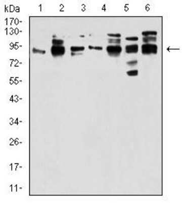 Western Blot: Gemin 3 Antibody (1C9F6)BSA Free [NBP2-52454]