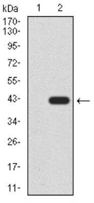 Western Blot: Gemin 3 Antibody (1C9F6)BSA Free [NBP2-52454]