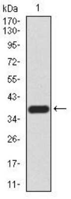 Western Blot: Gemin 3 Antibody (7B2B1)BSA Free [NBP2-52453]