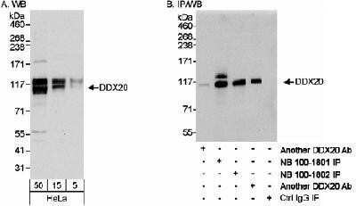 Western Blot: Gemin 3 Antibody [NB100-1801]