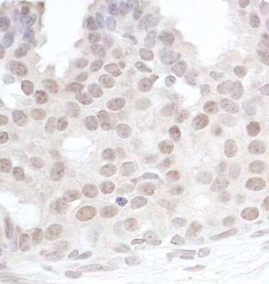 Immunohistochemistry-Paraffin: Gemin 4 Antibody [NB110-40591]