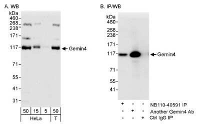 Western Blot: Gemin 4 Antibody [NB110-40591]