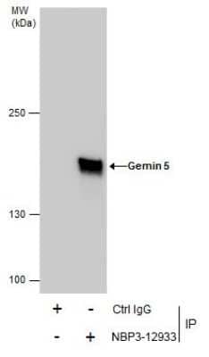 Immunoprecipitation: Gemin 5 Antibody [NBP3-12933]