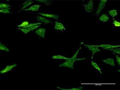 Immunocytochemistry/ Immunofluorescence: Gemin 7 Antibody (4H6) [H00079760-M09]