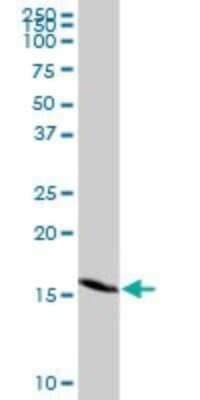 Western Blot: Gemin 7 Antibody [H00079760-D01P]