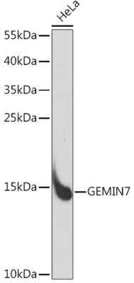 Western Blot: Gemin 7 AntibodyAzide and BSA Free [NBP3-03261]