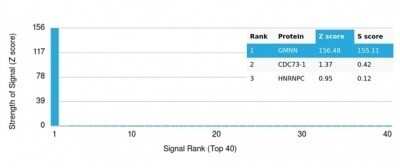 Protein Array: Geminin Antibody (GMNN/7037R) - Azide and BSA Free [NBP3-14129]