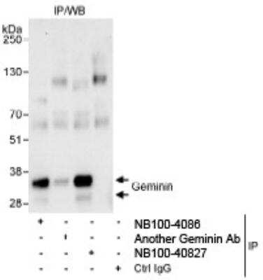 Immunoprecipitation: Geminin Antibody [NB100-40826]