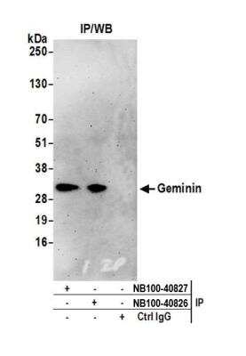 Immunoprecipitation: Geminin Antibody [NB100-40826]