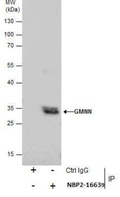 Immunoprecipitation: Geminin Antibody [NBP2-16639]