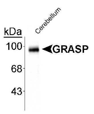 Western Blot: GRASP1 Antibody [NB300-310]