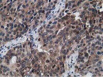Immunohistochemistry-Paraffin: Gephyrin/GPHN Antibody (OTI3B6) [NBP2-03449]