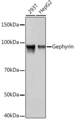 Western Blot: Gephyrin/GPHN Antibody (9D0B0) [NBP3-16472]