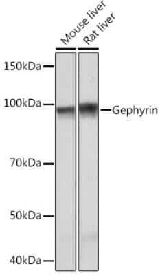 Western Blot: Gephyrin/GPHN Antibody (9D0B0) [NBP3-16472]