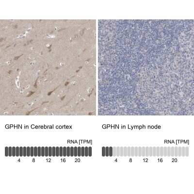 Immunohistochemistry-Paraffin: Gephyrin/GPHN Antibody [NBP1-87876]